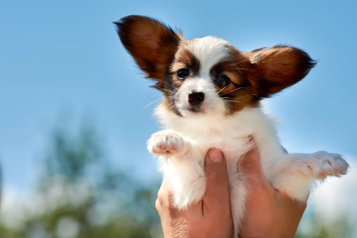 Acheter un chiot épagneul nain continental, c'est prendre ses responsabilités ! Acheter des chiots épagneuls nains continentaux.