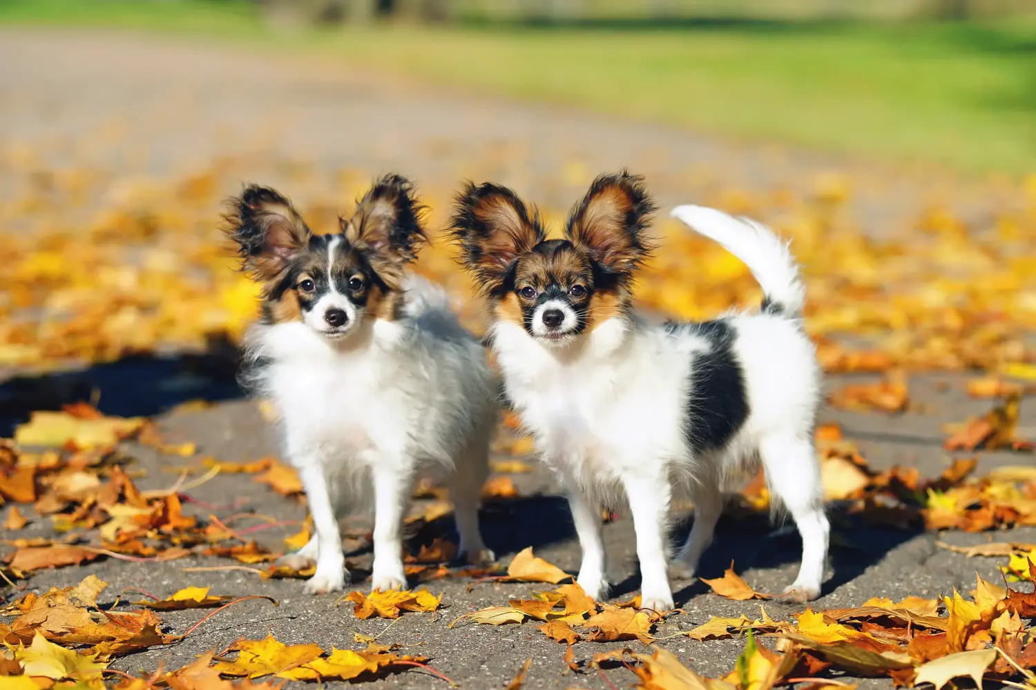 Acheter un chiot épagneul nain continental, c'est prendre ses responsabilités ! Acheter des chiots épagneuls nains continentaux.