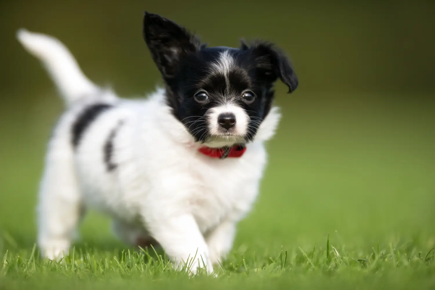 Acheter un chiot épagneul nain continental, c'est prendre ses responsabilités ! Acheter des chiots épagneuls nains continentaux.