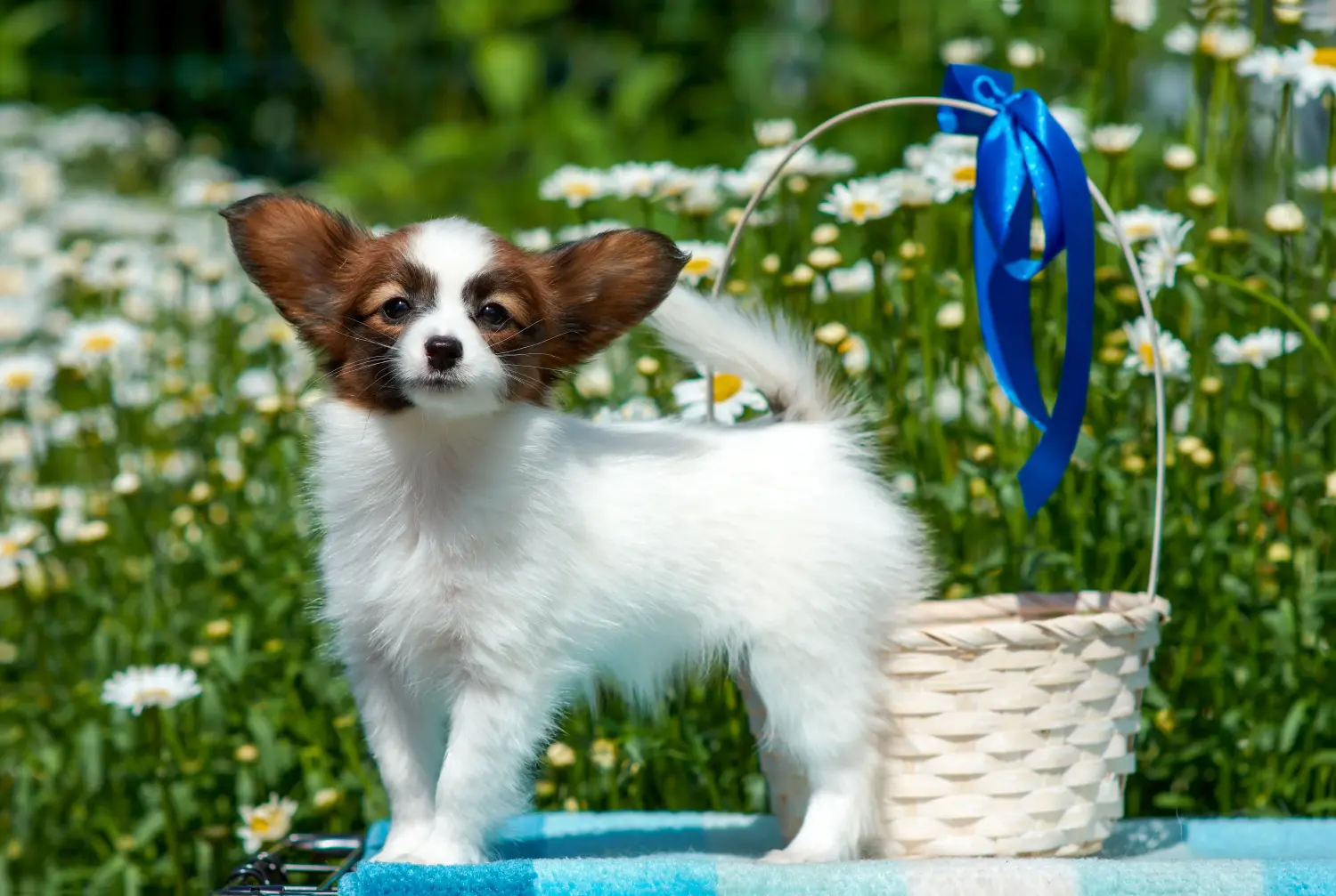 Acheter un chiot épagneul nain continental, c'est prendre ses responsabilités ! Acheter des chiots épagneuls nains continentaux.