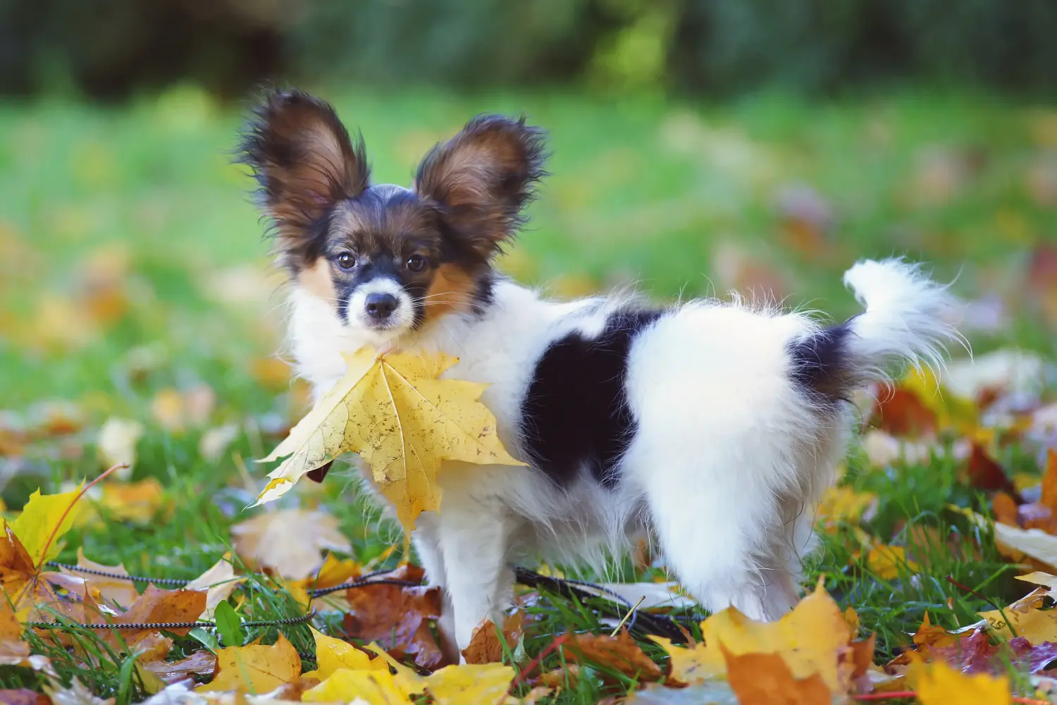 Acheter un chiot épagneul nain continental, c'est prendre ses responsabilités ! Acheter des chiots épagneuls nains continentaux.