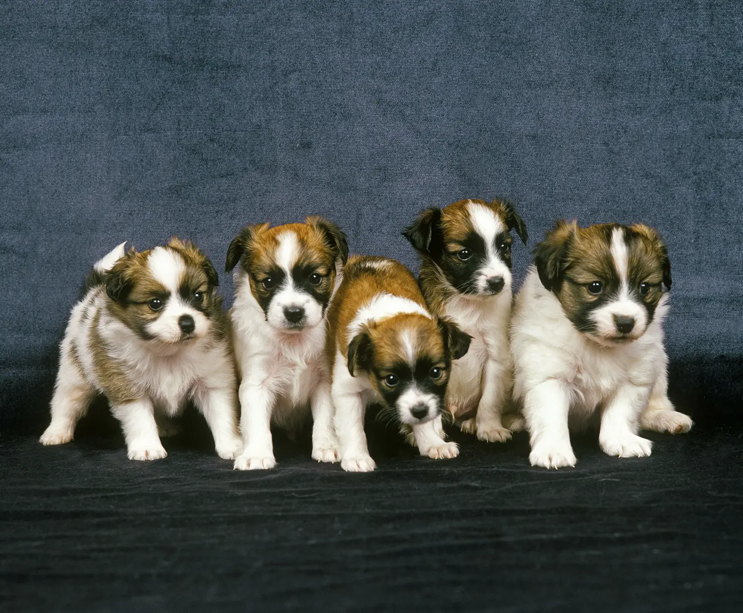 Acheter un chiot épagneul nain continental, c'est prendre ses responsabilités ! Acheter des chiots épagneuls nains continentaux.
