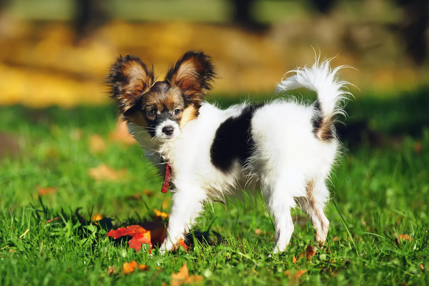 Acheter un chiot épagneul nain continental, c'est prendre ses responsabilités ! Acheter des chiots épagneuls nains continentaux.