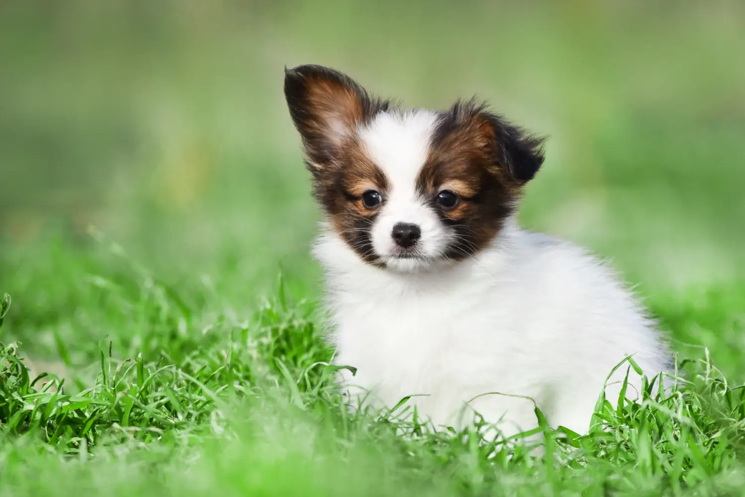 Acheter un chiot épagneul nain continental, c'est prendre ses responsabilités ! Acheter des chiots épagneuls nains continentaux.