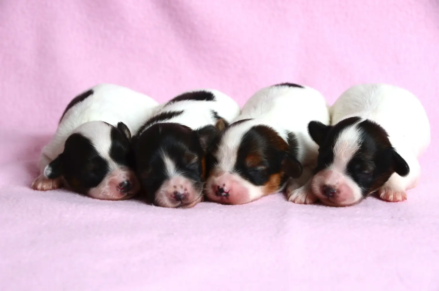 Acheter un chiot épagneul nain continental, c'est prendre ses responsabilités ! Acheter des chiots épagneuls nains continentaux.