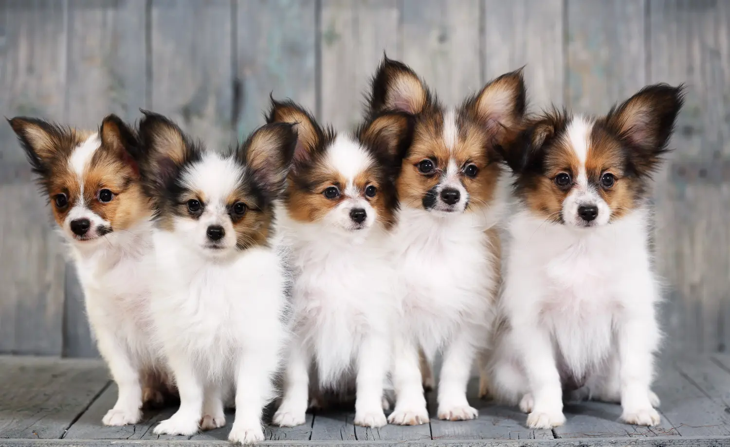 Acheter un chiot épagneul nain continental, c'est prendre ses responsabilités ! Acheter des chiots épagneuls nains continentaux.
