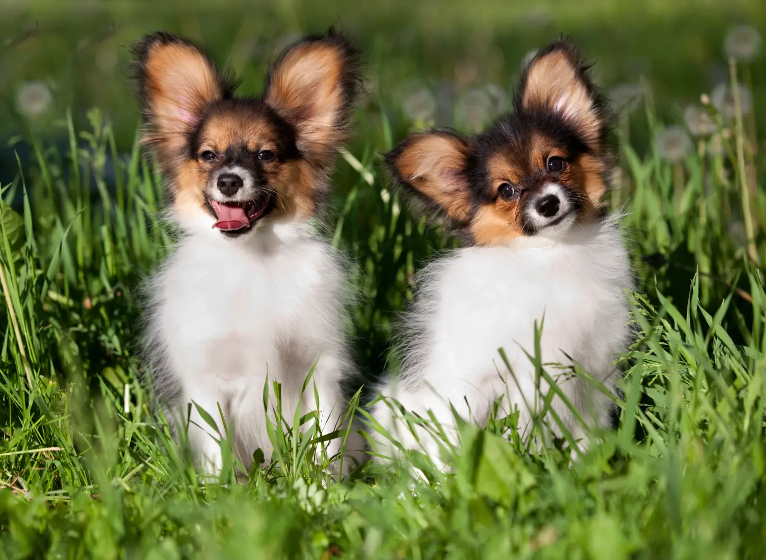 Acheter un chiot épagneul nain continental, c'est prendre ses responsabilités ! Acheter des chiots épagneuls nains continentaux.