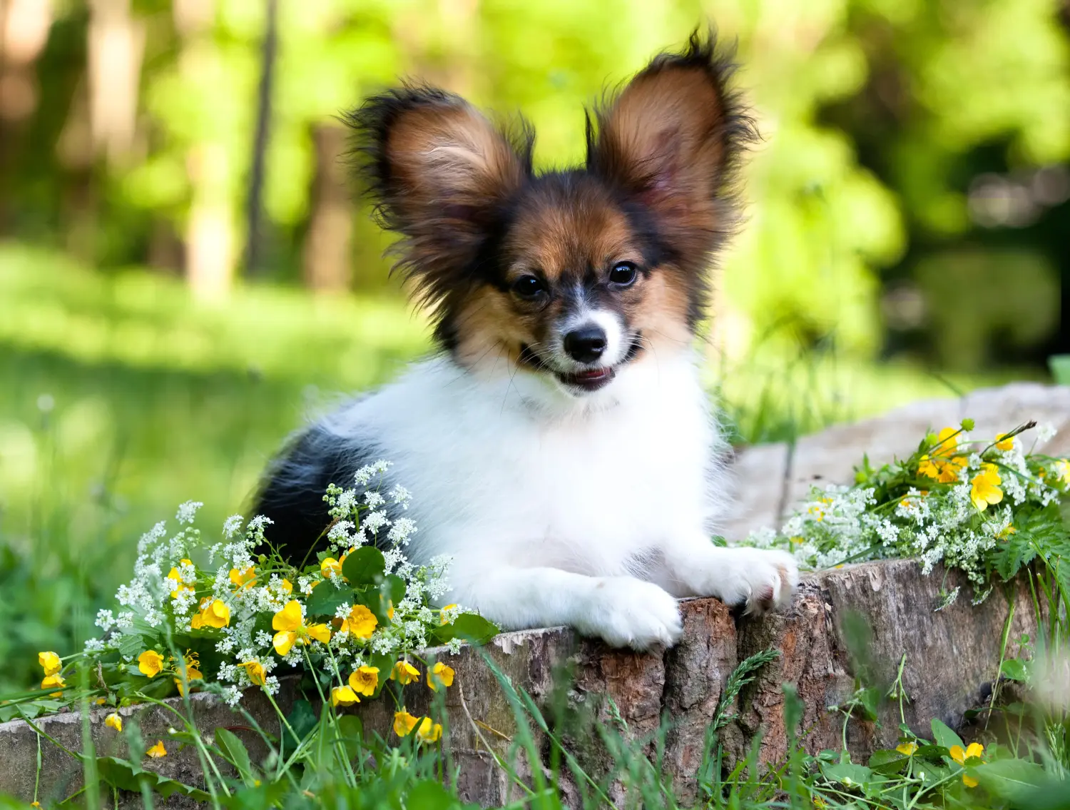 Acheter un chiot épagneul nain continental, c'est prendre ses responsabilités ! Acheter des chiots épagneuls nains continentaux.
