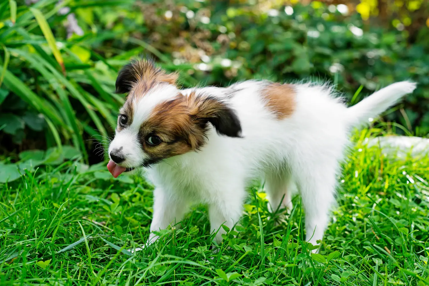 Acheter un chiot épagneul nain continental, c'est prendre ses responsabilités ! Acheter des chiots épagneuls nains continentaux.
