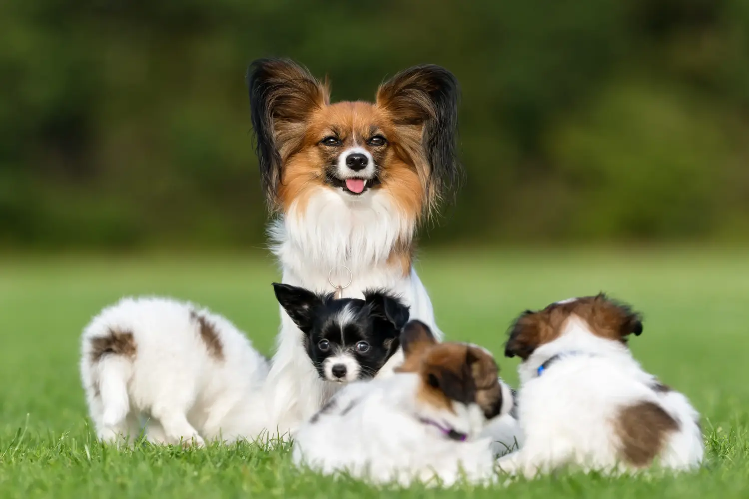 Acheter un chiot épagneul nain continental, c'est prendre ses responsabilités ! Acheter des chiots épagneuls nains continentaux.
