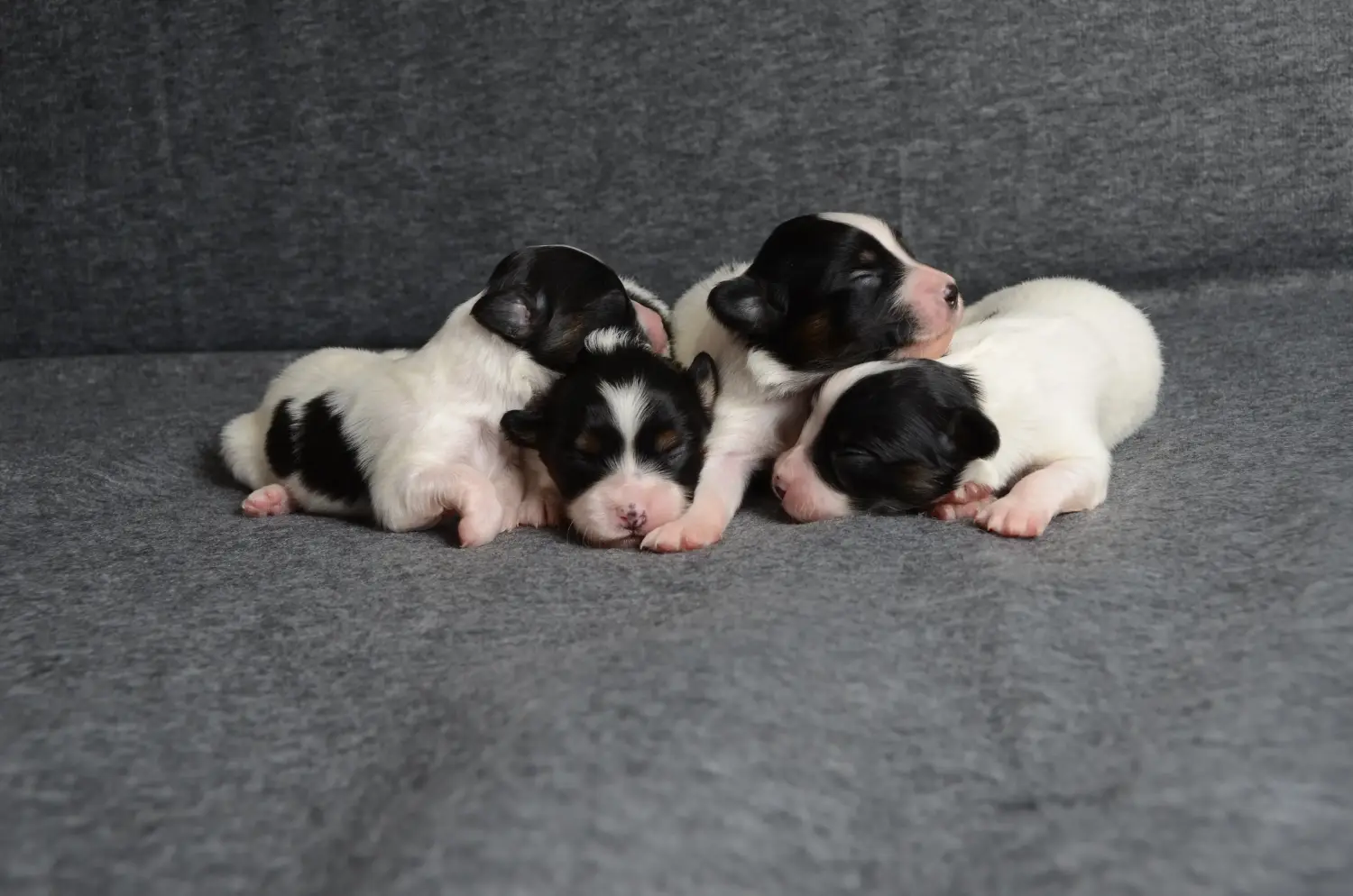 Acheter un chiot épagneul nain continental, c'est prendre ses responsabilités ! Acheter des chiots épagneuls nains continentaux.