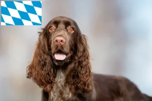 Lire la suite à propos de l’article Éleveurs de Field Spaniel et chiots en Bavière