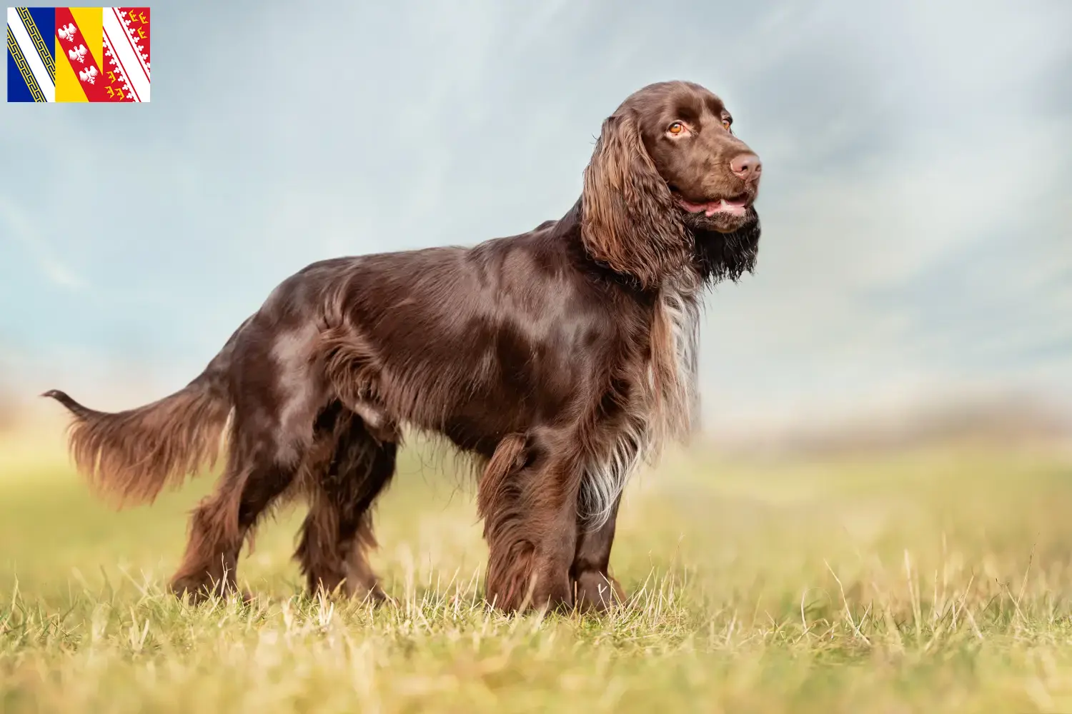 Field Spaniel chiots et éleveurs Grand Est Ici vous trouverez des éleveurs de Field Spaniels en Grand Est.