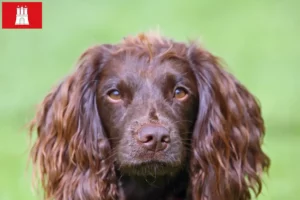 Lire la suite à propos de l’article Éleveurs de Field Spaniel et chiots à Hambourg