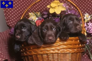 Lire la suite à propos de l’article Éleveurs de Field Spaniels et chiots en Île-de-France