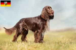 Lire la suite à propos de l’article Éleveurs de Field Spaniel et chiots en Sarre