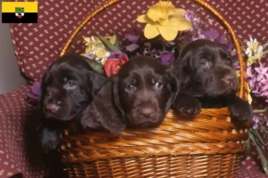 Lire la suite à propos de l’article Éleveurs de Field Spaniel et chiots en Saxe-Anhalt