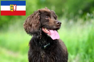 Lire la suite à propos de l’article Éleveurs de Field Spaniel et chiots dans le Schleswig-Holstein
