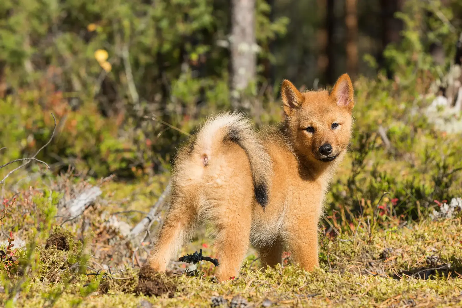 Acheter un chiot finlandais, c'est prendre ses responsabilités ! Acheter des chiots Finnois.