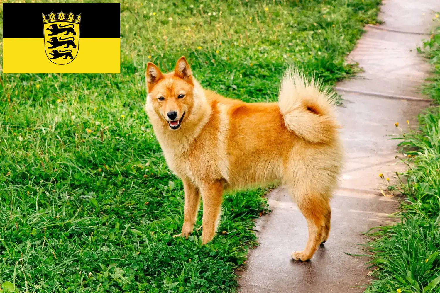 Finnenspitz chiots et éleveurs Baden-Württemberg Ici tu trouves des éleveurs de pointes finlandaises en Baden-Württemberg.