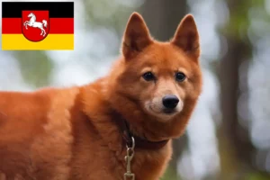 Lire la suite à propos de l’article Finnenspitz Éleveurs et chiots en Basse-Saxe