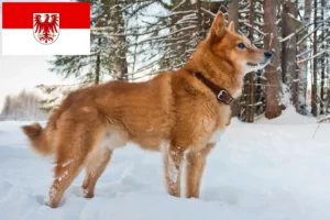 Lire la suite à propos de l’article Finnenspitz Éleveurs et chiots dans le Brandebourg