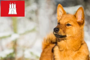 Lire la suite à propos de l’article Finnenspitz Éleveurs et chiots à Hambourg