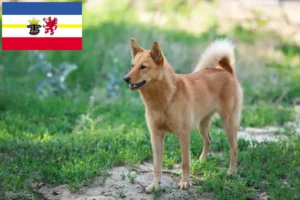 Lire la suite à propos de l’article Finnenspitz Éleveurs et chiots dans le Mecklembourg-Poméranie occidentale