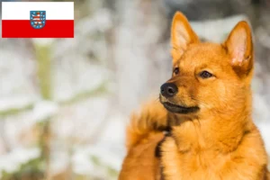 Lire la suite à propos de l’article Finnenspitz éleveurs et chiots en Thuringe