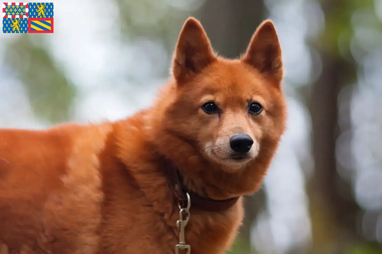 Finnenspitz chiots et éleveurs Bourgogne-Franche-Comté Ici tu trouves des éleveurs de pointes finlandaises en Bourgogne-Franche-Comté.