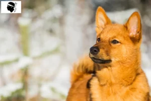 Lire la suite à propos de l’article Éleveurs de Finnois et chiots en Corse