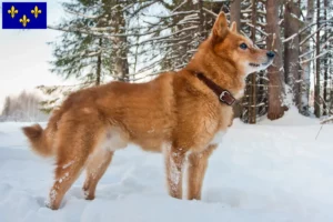 Lire la suite à propos de l’article Éleveurs de Finnois et chiots en Île-de-France