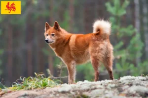 Lire la suite à propos de l’article Éleveurs de Finnois et chiots en Région wallonne