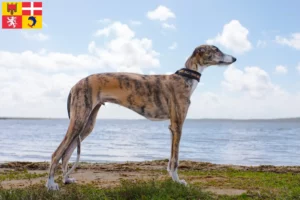 Lire la suite à propos de l’article Éleveurs de Galgo Espanol et chiots en Auvergne-Rhône-Alpes