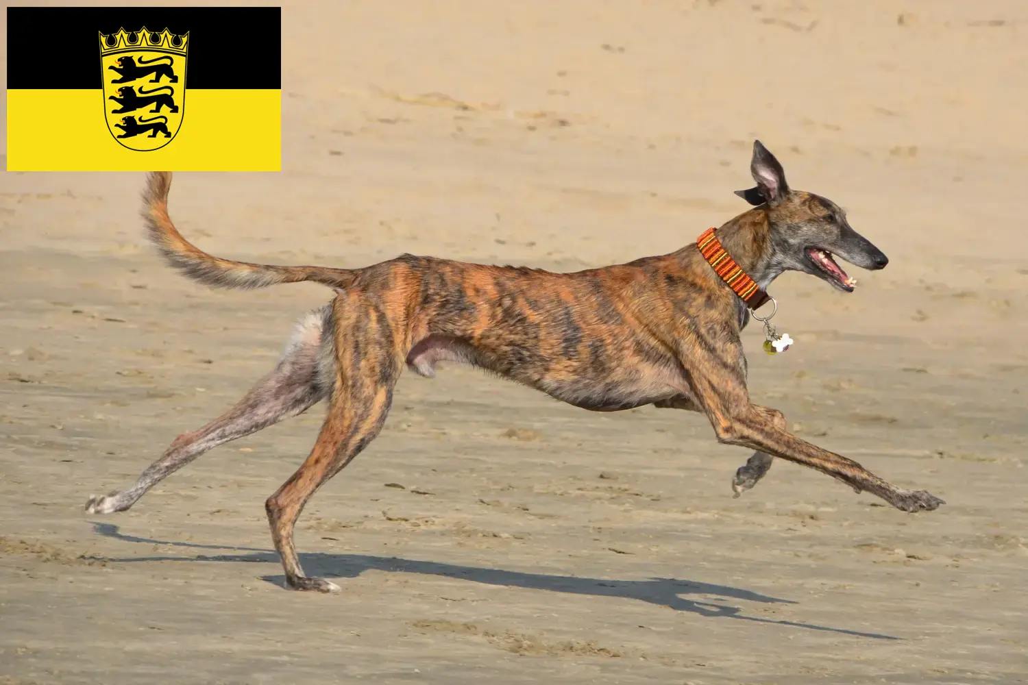 Galgo Espanol chiots et éleveurs Baden-Württemberg Ici, tu trouveras des éleveurs de Galgo Espanols dans le Bade-Wurtemberg.