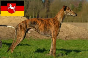 Lire la suite à propos de l’article Éleveurs de Galgo Espanol et chiots en Basse-Saxe