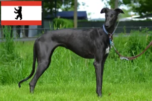 Lire la suite à propos de l’article Éleveurs de Galgo Espanol et chiots à Berlin