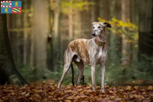 Lire la suite à propos de l’article Éleveurs de Galgo Espanol et chiots en Bourgogne-Franche-Comté