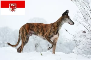 Lire la suite à propos de l’article Éleveurs de Galgo Espanol et chiots dans le Brandebourg