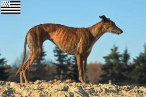 Lire la suite à propos de l’article Éleveurs de Galgo Espanol et chiots en Bretagne