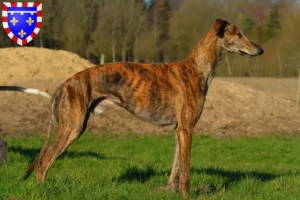 Lire la suite à propos de l’article Éleveurs de Galgo Espanol et chiots en Centre-Val de Loire