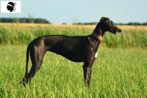 Lire la suite à propos de l’article Éleveurs de Galgo Espanol et chiots en Corse