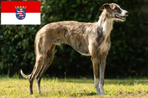 Lire la suite à propos de l’article Éleveurs de Galgo Espanol et chiots en Hesse
