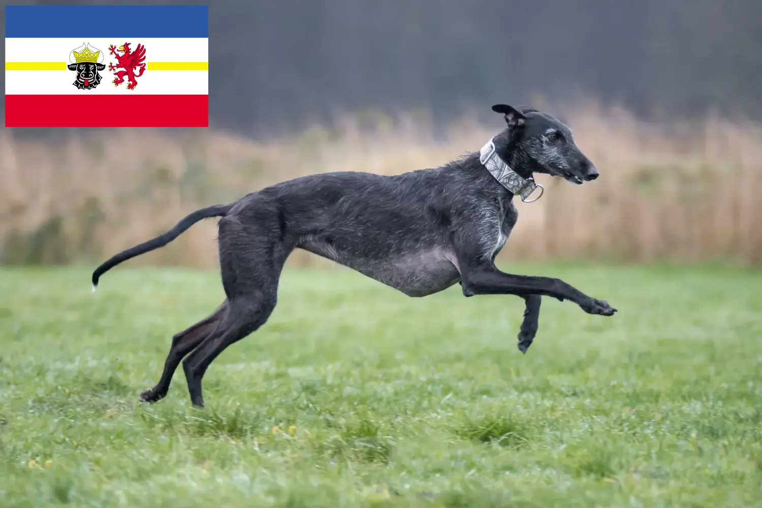 Galgo Espanol chiots et éleveurs Mecklembourg-Poméranie occidentale Ici, tu trouveras des éleveurs de Galgo Espanols dans le Mecklembourg-Poméranie occidentale.