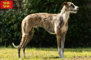 Lire la suite à propos de l’article Éleveurs de Galgo Espanol et chiots en Normandie