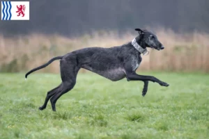 Lire la suite à propos de l’article Éleveurs de Galgo Espanol et chiots en Nouvelle-Aquitaine