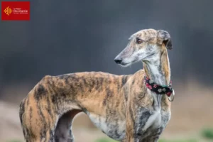 Lire la suite à propos de l’article Éleveurs de Galgo Espanol et chiots en Occitanie