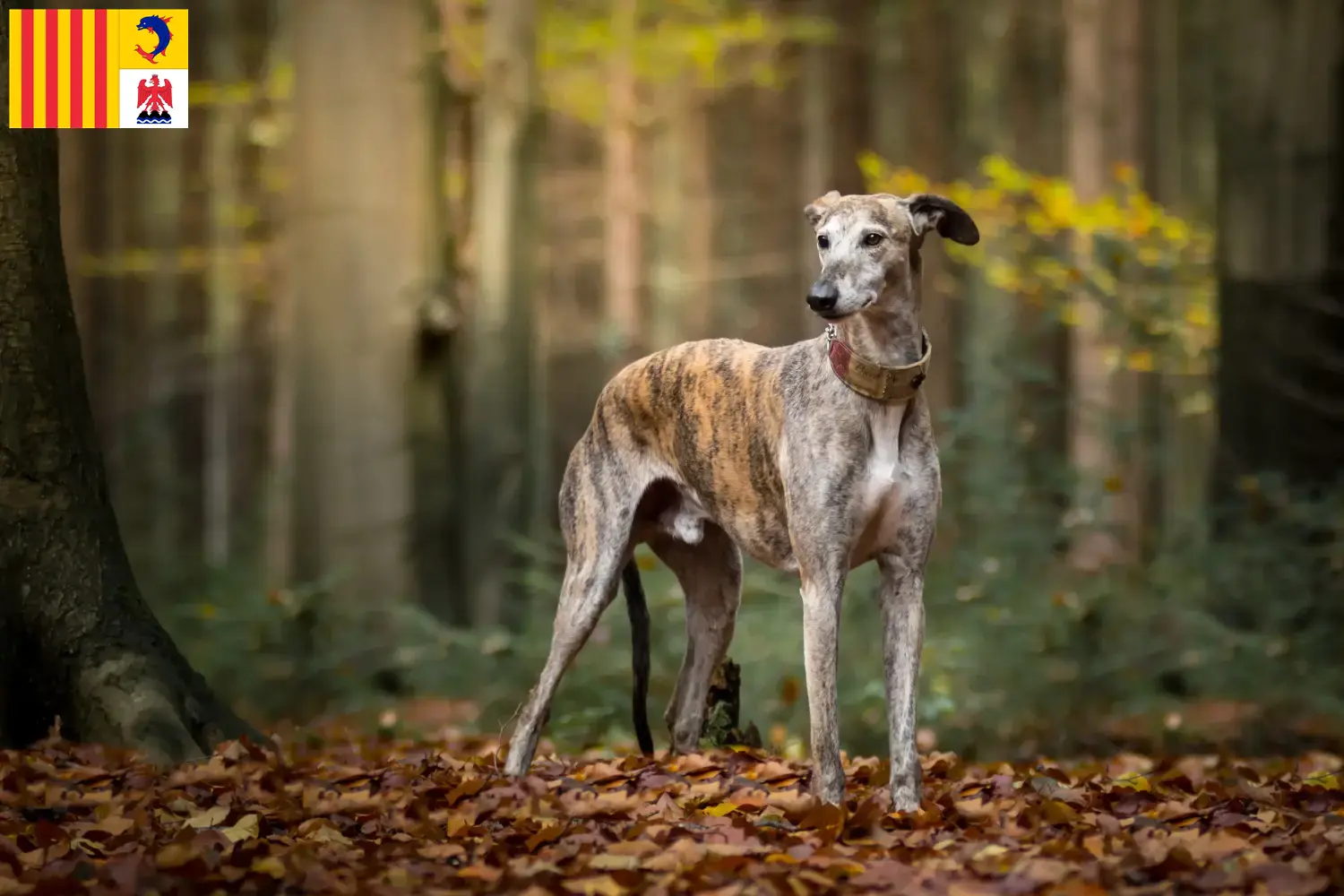 Galgo Espanol chiots et éleveurs Provence-Alpes-Côte d'Azur Ici, tu trouveras les éleveurs de Galgo Espanols en Provence-Alpes-Côte d'Azur.