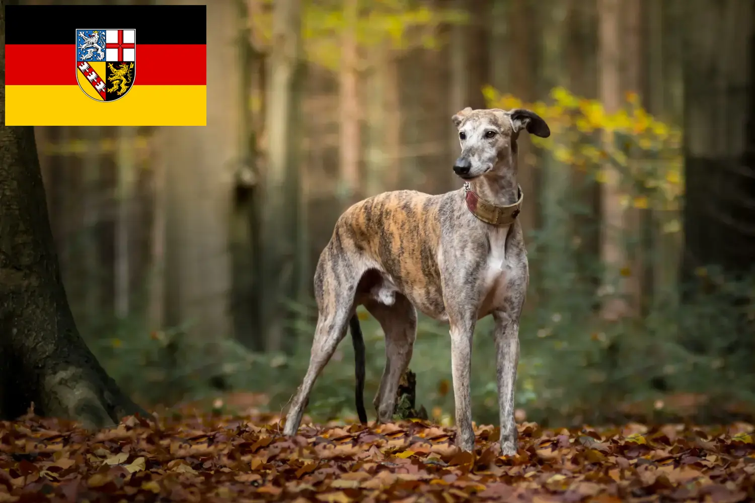 Galgo Espanol chiots et éleveurs Saarland Ici, tu trouveras des éleveurs de Galgo Espanols en Sarre.