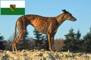 Lire la suite à propos de l’article Galgo Espanol éleveurs et chiots en Saxe